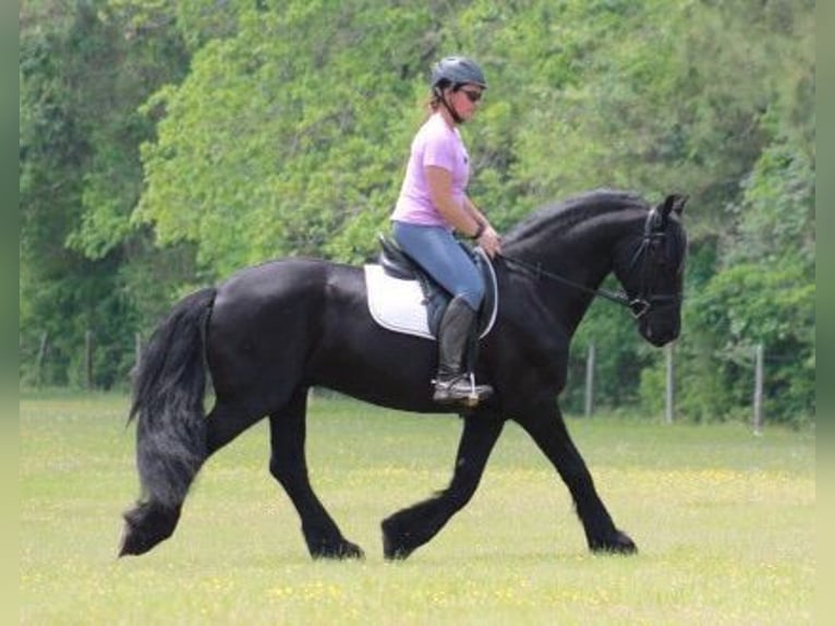 Friesian horses Gelding 11 years 15,2 hh Black in Rochester MA