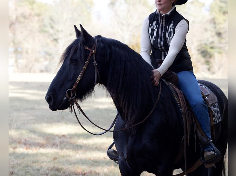 Friesian horses Gelding 11 years 15,2 hh Black in Rochester MA