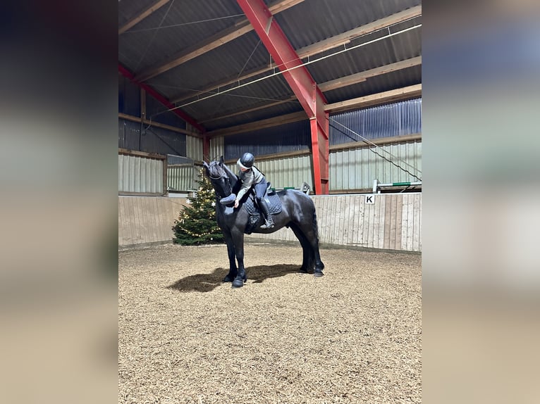 Friesian horses Gelding 11 years 15,2 hh Black in Flensburg