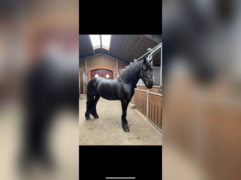 Friesian horses Gelding 11 years 15,2 hh Black in Flensburg