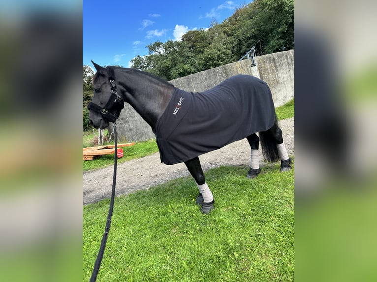 Friesian horses Gelding 11 years 15,2 hh Black in Flensburg