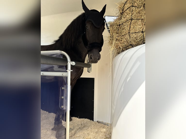 Friesian horses Gelding 11 years 15,2 hh Black in Flensburg