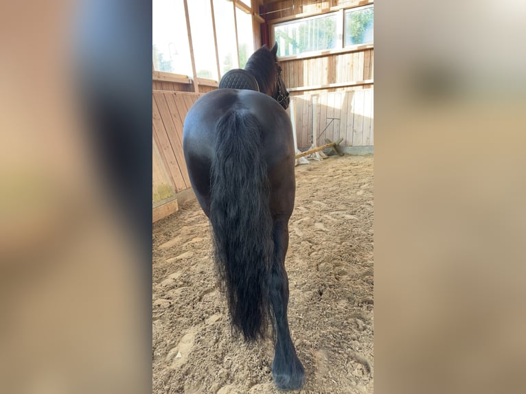 Friesian horses Gelding 11 years 15,2 hh Black in Flensburg