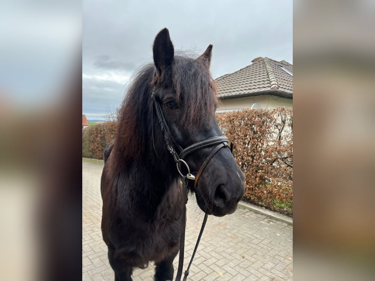 Friesian horses Mix Gelding 11 years 15.2 hh Black in Einbeck