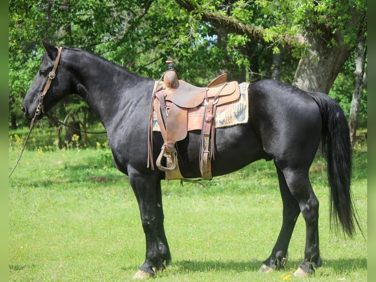 Friesian horses Gelding 11 years 15,2 hh Black in RUsk TX