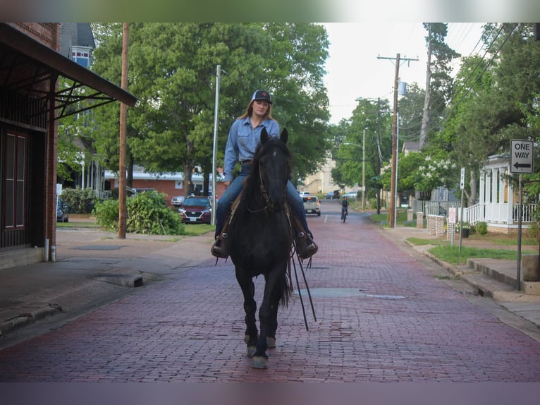 Friesian horses Gelding 11 years 15,2 hh Black in RUsk TX