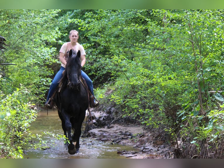 Friesian horses Gelding 11 years 15,2 hh Black in RUsk TX