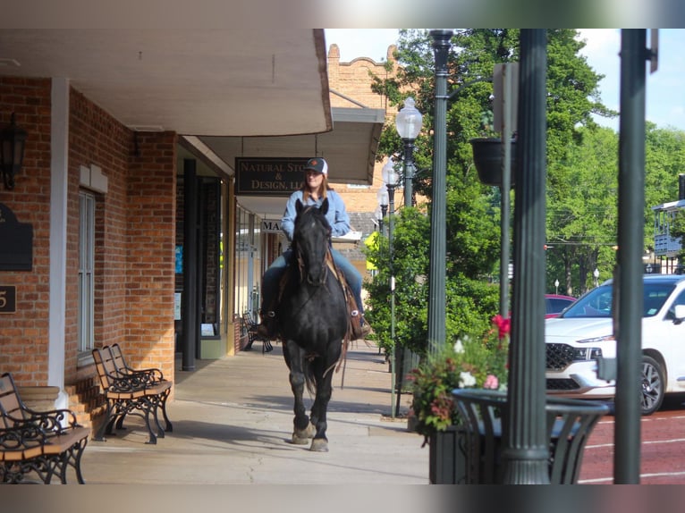 Friesian horses Gelding 11 years 15,2 hh Black in RUsk TX