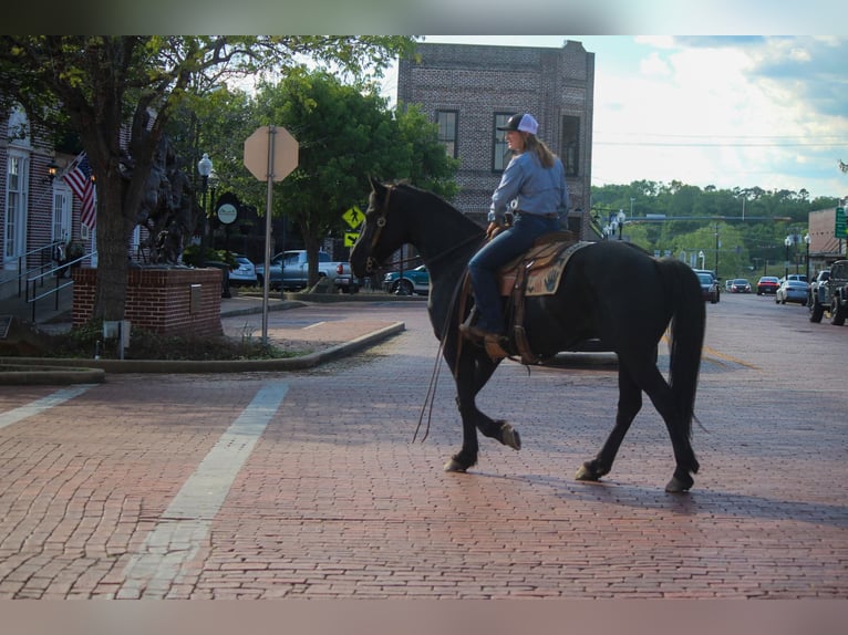 Friesian horses Gelding 11 years 15,2 hh Black in RUsk TX