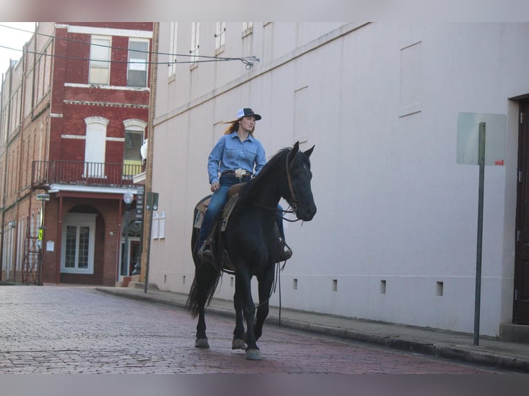 Friesian horses Gelding 11 years 15,2 hh Black in RUsk TX