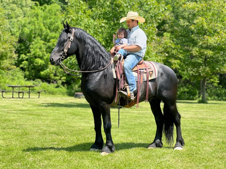 Friesian horses Gelding 11 years 15,3 hh Black in Zearing IA