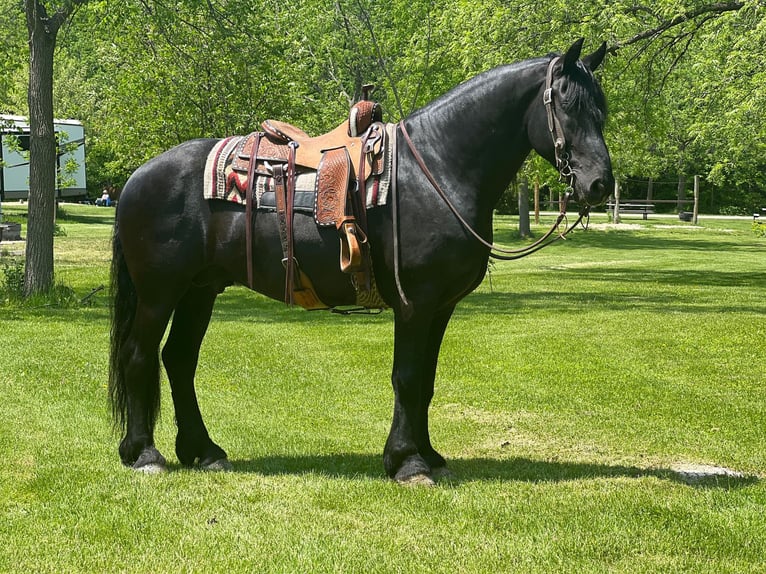 Friesian horses Gelding 11 years 15,3 hh Black in Zearing IA