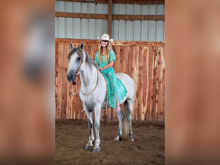 Friesian horses Mix Gelding 11 years 15,3 hh Gray in Valley Springs, SD