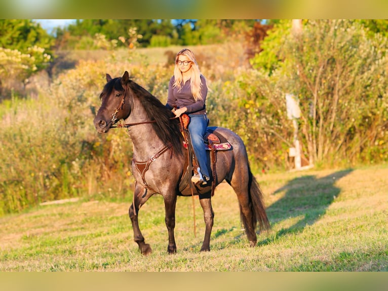 Friesian horses Mix Gelding 11 years 15,3 hh Roan-Blue in Armbrust, PA