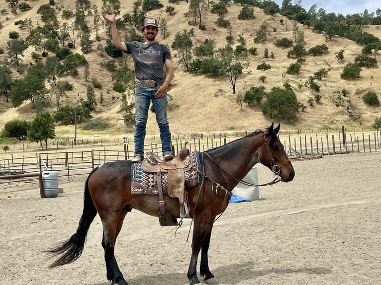 Friesian horses Gelding 11 years 15 hh Roan-Bay in Paicines CA