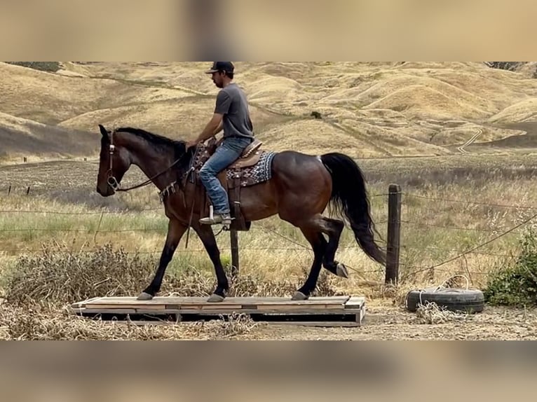 Friesian horses Gelding 11 years 15 hh Roan-Bay in Paicines CA