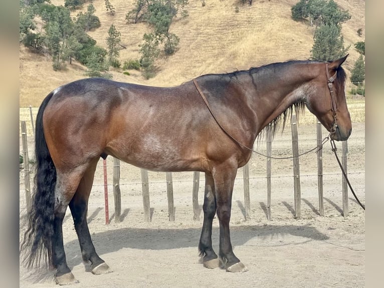 Friesian horses Gelding 11 years 15 hh Roan-Bay in Paicines CA