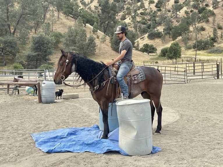 Friesian horses Gelding 11 years 15 hh Roan-Bay in Paicines CA