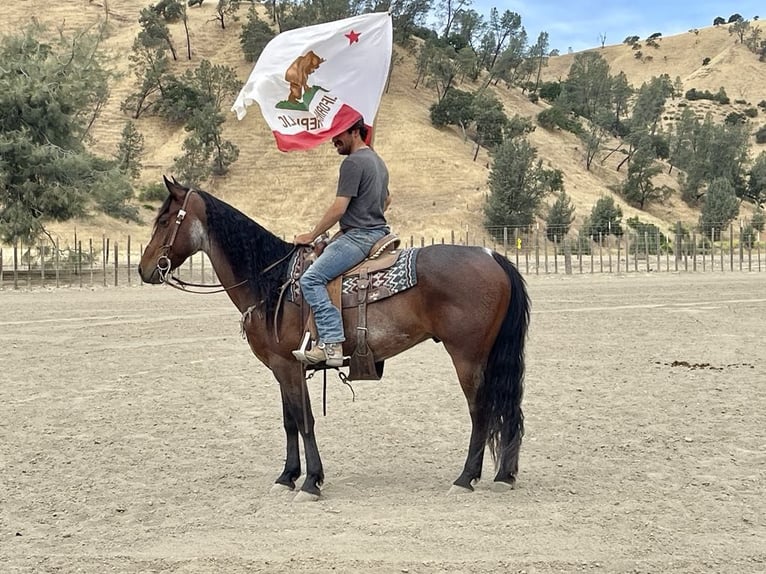 Friesian horses Gelding 11 years 15 hh Roan-Bay in Paicines CA