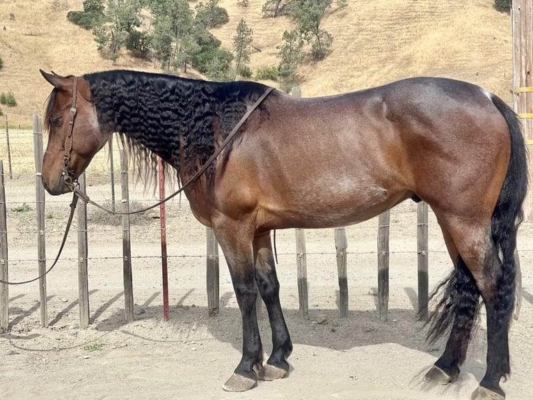 Friesian horses Gelding 11 years 15 hh Roan-Bay in Paicines CA