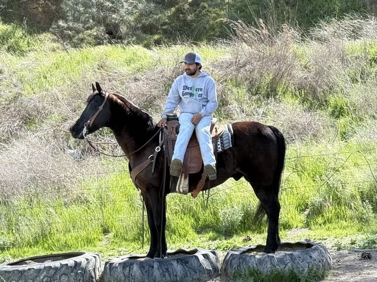 Friesian horses Gelding 11 years 15 hh in Paicines CA