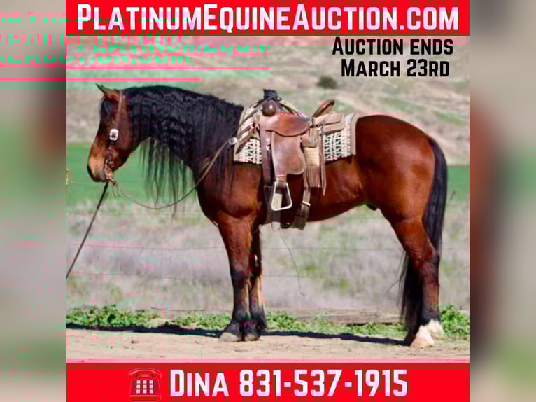 Friesian horses Gelding 11 years 15,1 hh Bay in Paicines CA