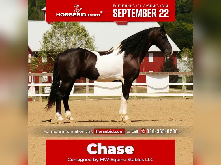 Friesian horses Mix Gelding 11 years 15,3 hh Pinto in Fresno