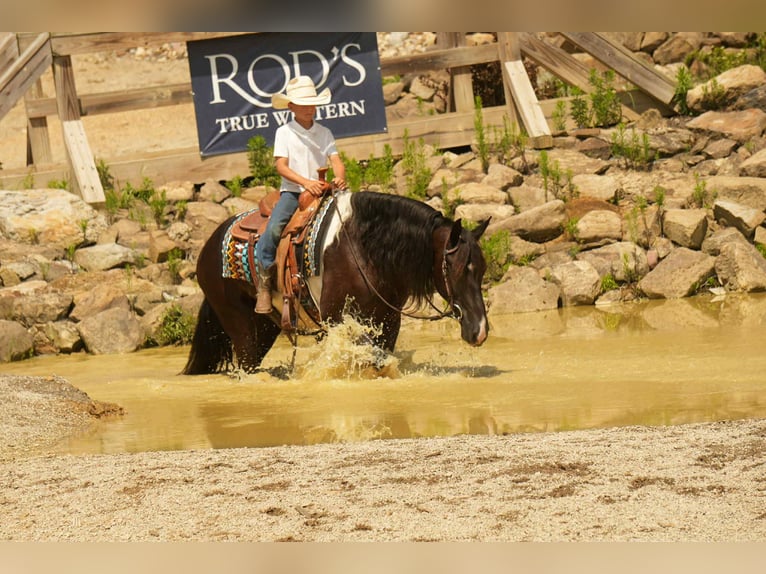 Friesian horses Mix Gelding 11 years 15,3 hh Pinto in Fresno