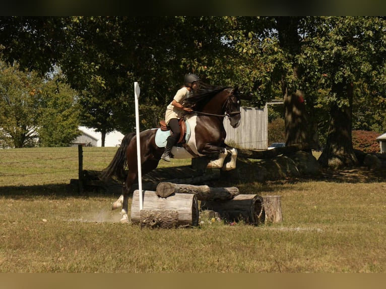 Friesian horses Mix Gelding 11 years 15,3 hh Pinto in Fresno