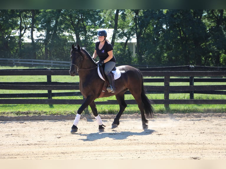 Friesian horses Gelding 11 years 16,1 hh Black in Highland MI