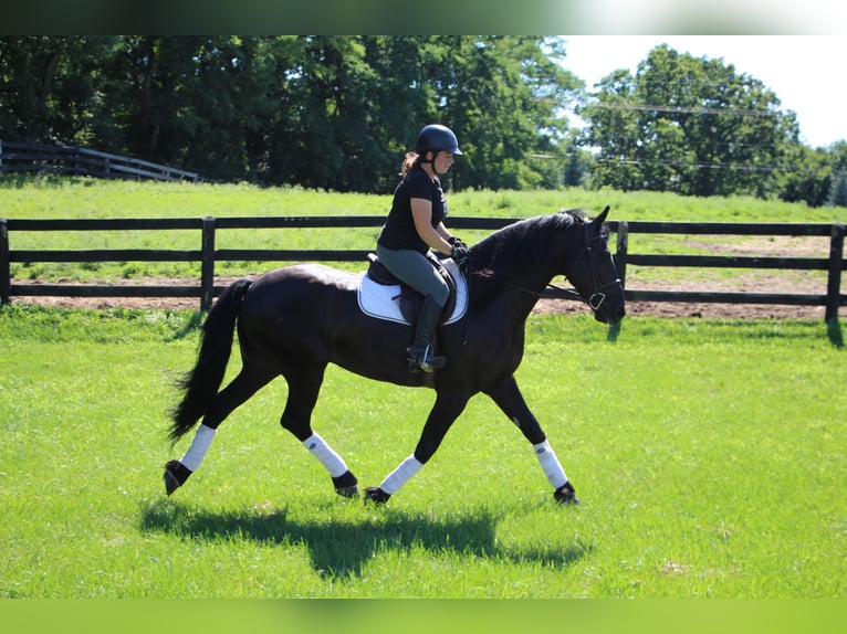 Friesian horses Gelding 11 years 16,1 hh Black in Highland MI