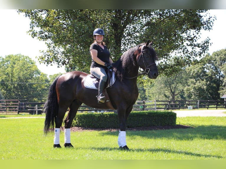 Friesian horses Gelding 11 years 16,1 hh Black in Highland MI