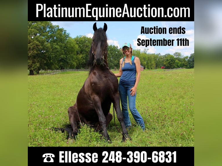 Friesian horses Gelding 11 years 16,1 hh Black in Highland MI