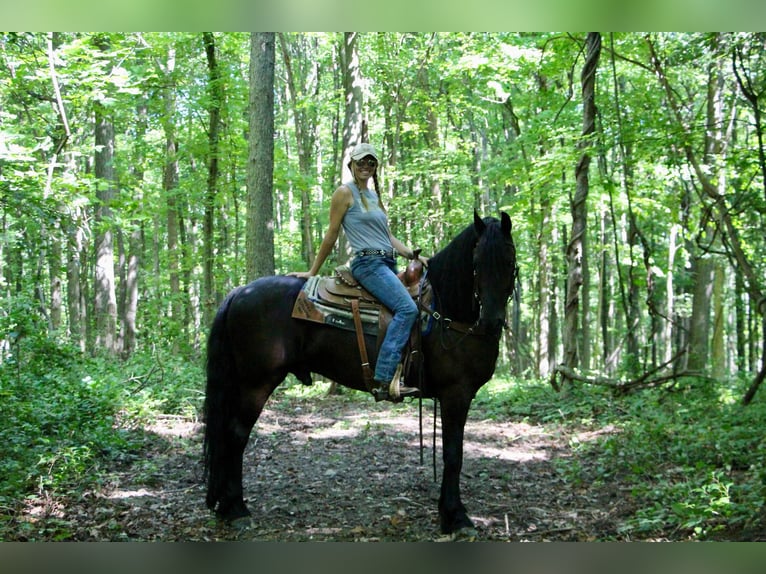 Friesian horses Gelding 11 years 16,1 hh Black in Highland MI