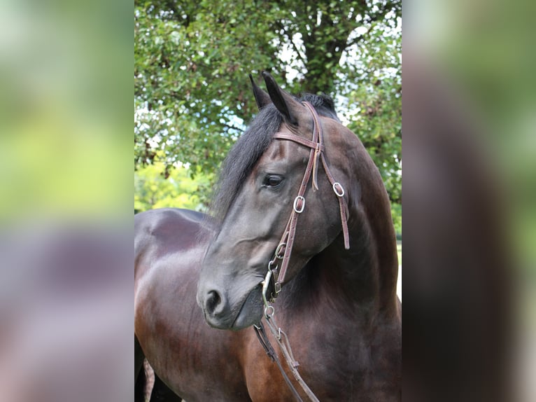 Friesian horses Gelding 11 years 16,1 hh Black in Highland MI