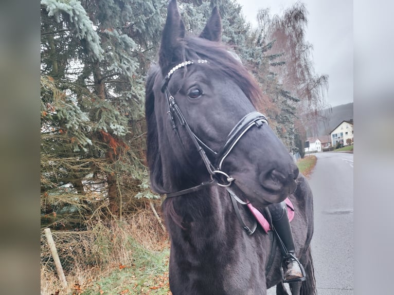 Friesian horses Mix Gelding 11 years 16.1 hh Black in HohenrodaHohenroda