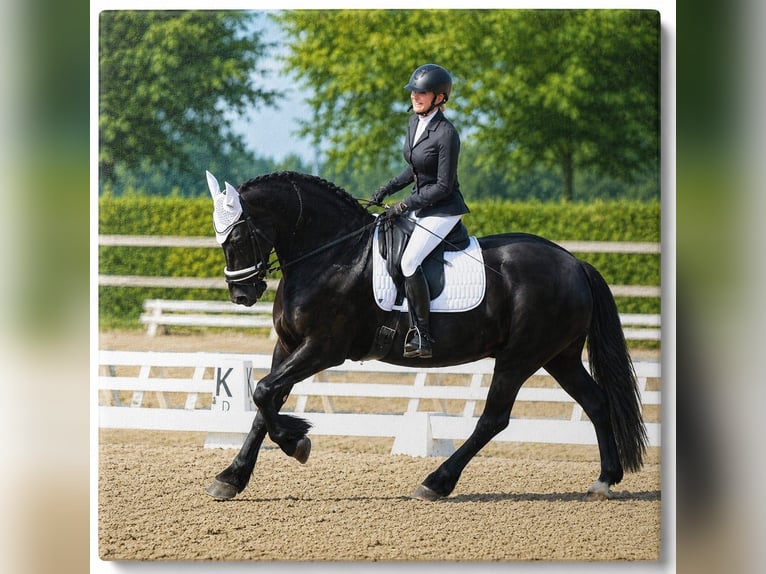 Friesian horses Gelding 11 years 16.2 hh Black in Landgraaf