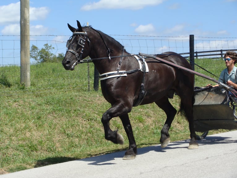 Friesian horses Gelding 11 years 16,3 hh Black in Hillsboro KY