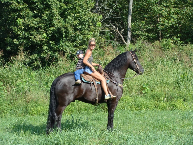 Friesian horses Gelding 11 years 16,3 hh Black in Hillsboro KY