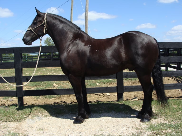 Friesian horses Gelding 11 years 16,3 hh Black in Hillsboro KY