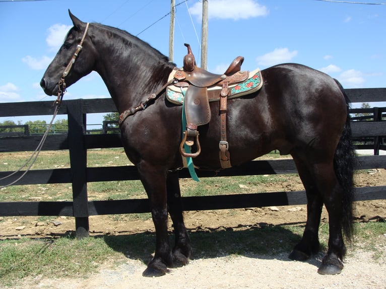 Friesian horses Gelding 11 years 16,3 hh Black in Hillsboro KY