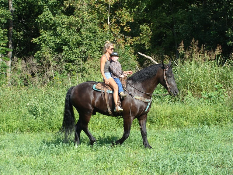 Friesian horses Gelding 11 years 16,3 hh Black in Hillsboro KY