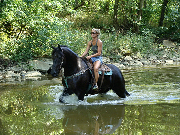 Friesian horses Gelding 11 years 16,3 hh Black in Hillsboro KY