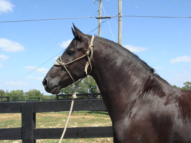 Friesian horses Gelding 11 years 16,3 hh Black in Hillsboro KY