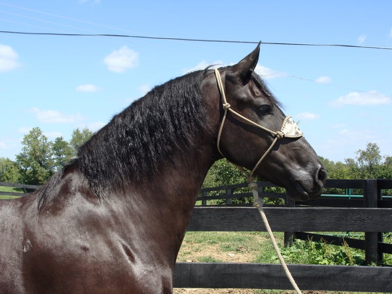 Friesian horses Gelding 11 years 16,3 hh Black in Hillsboro KY