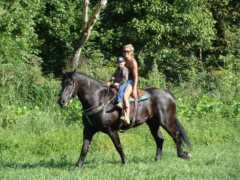 Friesian horses Gelding 11 years 16,3 hh Black in Hillsboro KY