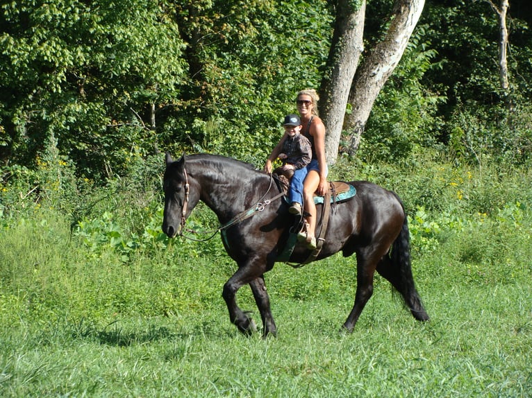 Friesian horses Gelding 11 years 16,3 hh Black in Hillsboro KY