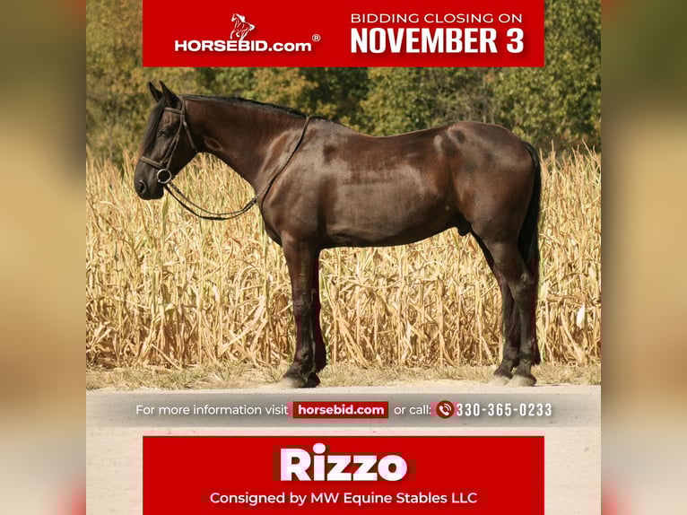 Friesian horses Mix Gelding 11 years 16,3 hh Black in Fresno