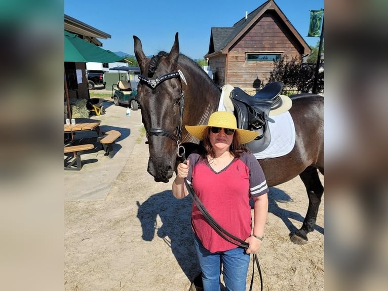 Friesian horses Gelding 11 years 16 hh Black in Nashville