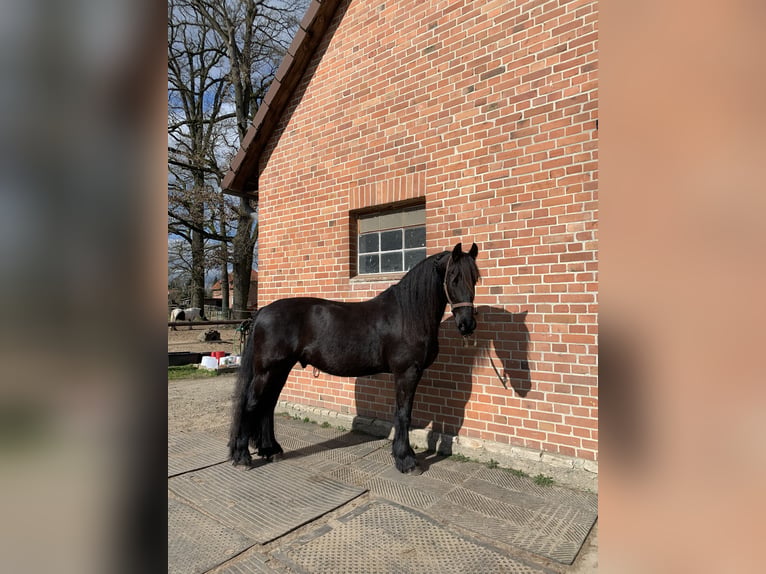 Friesian horses Gelding 11 years 16 hh Black in Bergen